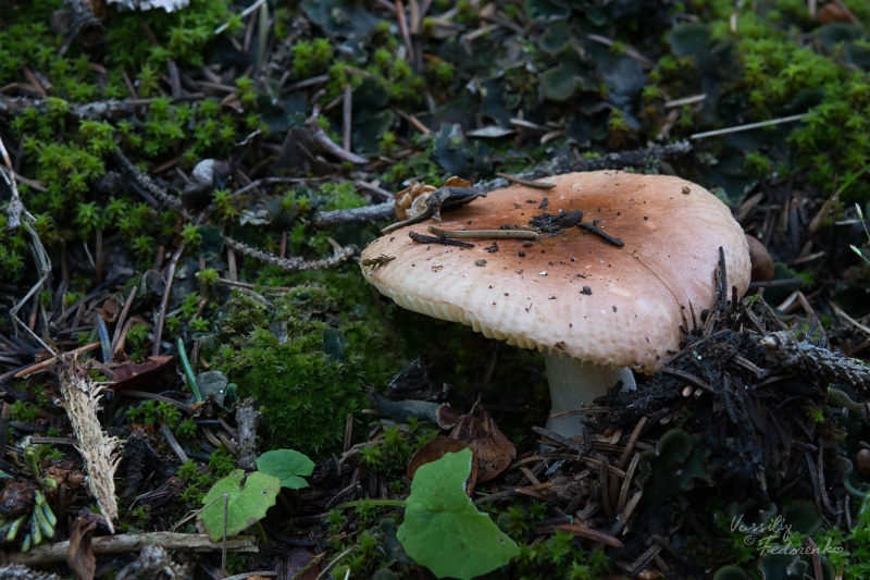 russula-01_4.jpg