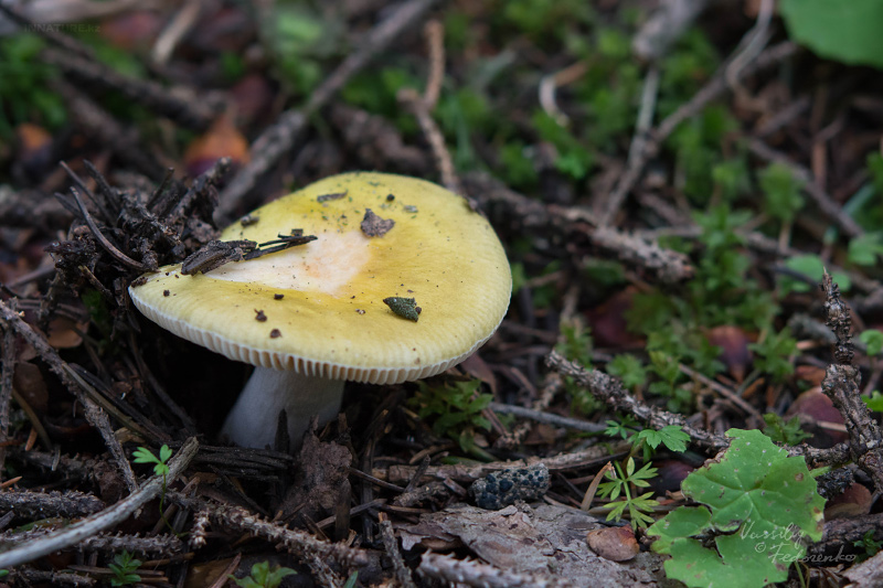 russula-01_5.jpg