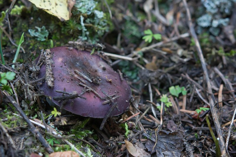 russula-01_6.jpg