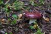 russula-01_t1.jpg