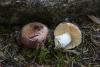 russula-01_t1_1.jpg