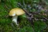 russula-01_t1_2.jpg