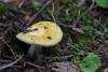 russula-01_t1_5.jpg