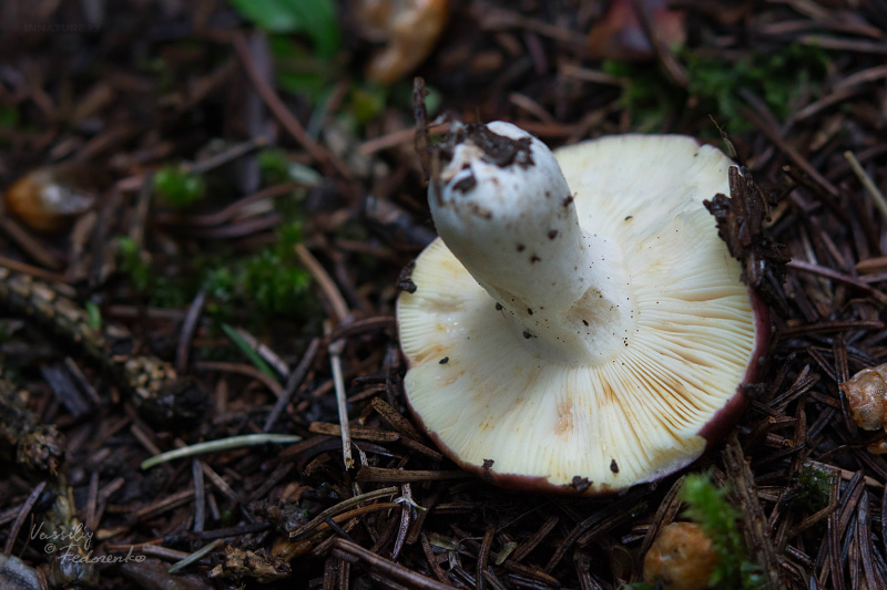 russula-02.jpg
