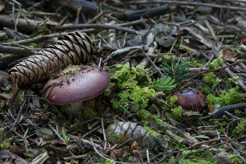 russula-02_1.jpg