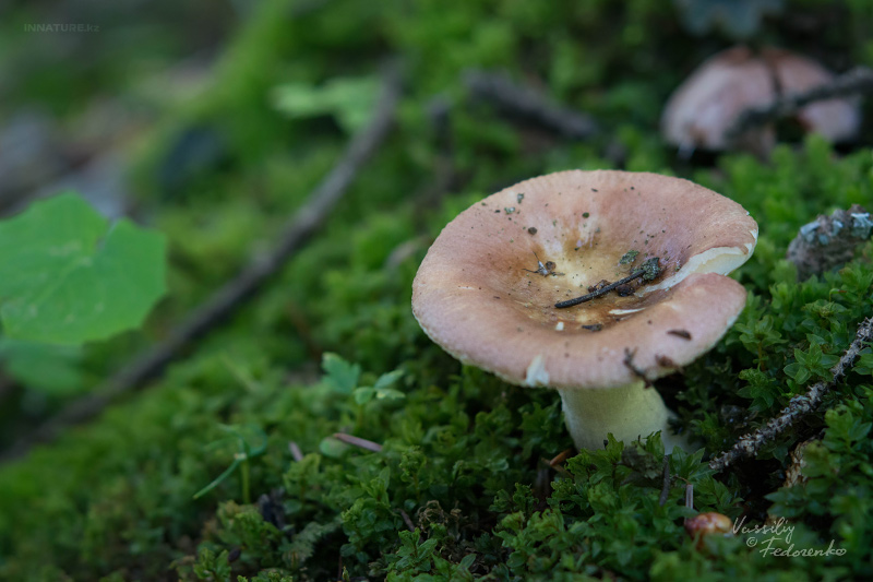 russula-02_3.jpg