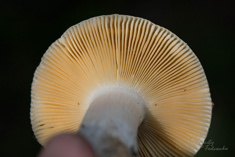 russula-02_4.jpg