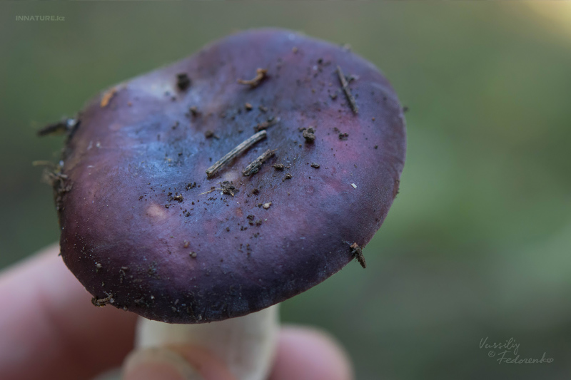 russula-02_5.jpg