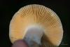 russula-02_t1_4.jpg