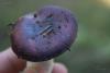 russula-02_t1_5.jpg