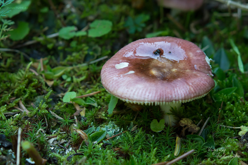 russula-03_1.jpg