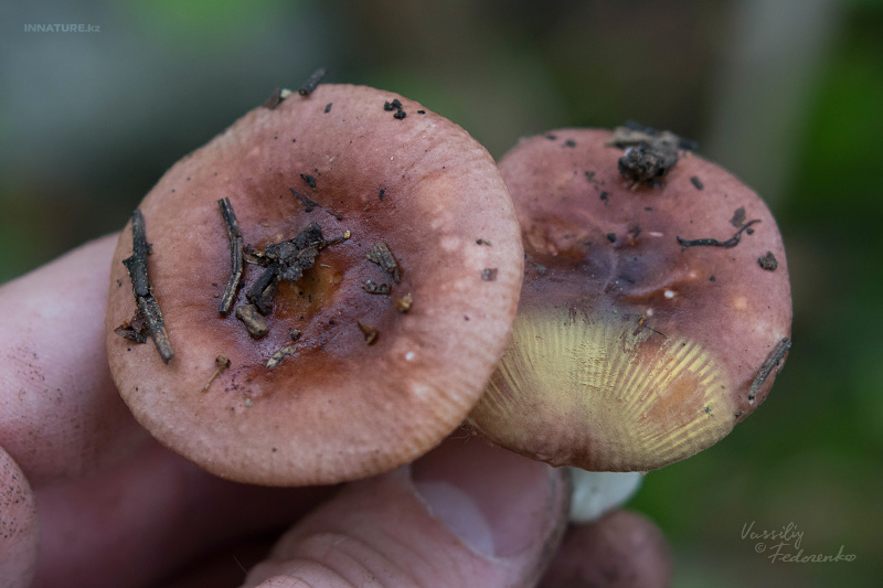 russula-03_3.jpg