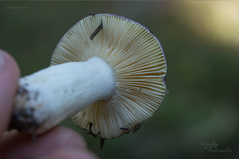 russula-03_4.jpg