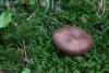 russula-03_t1.jpg