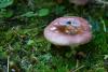 russula-03_t1_1.jpg