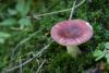 russula-03_t1_2.jpg