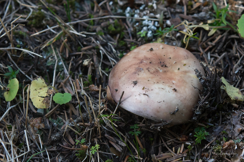 russula-04_2.jpg