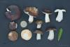 russula-04_t1.jpg