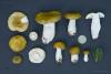 russula-04_t1_1.jpg