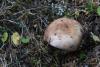 russula-04_t1_2.jpg