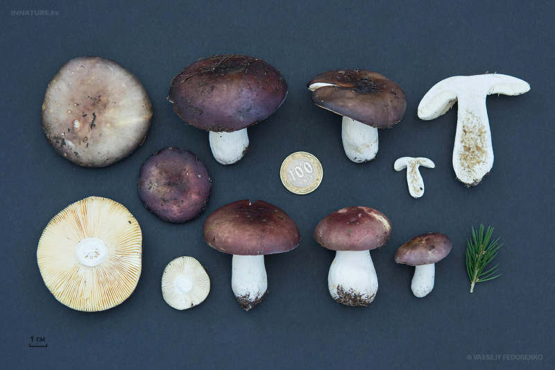 russula-05_1.jpg
