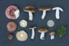 russula-05_t1.jpg
