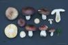 russula-05_t1_1.jpg