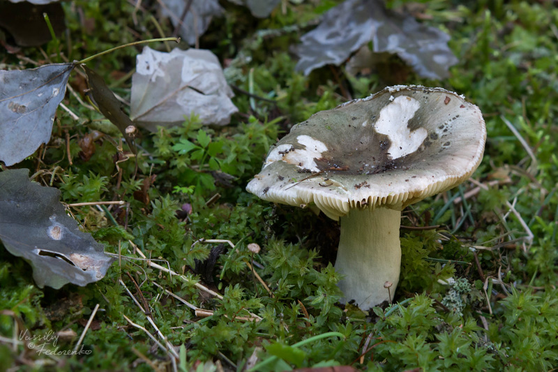 russula-aeruginea-01.jpg