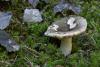 russula-aeruginea-01_t1.jpg