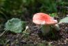 russula-emetica-01_t1.jpg