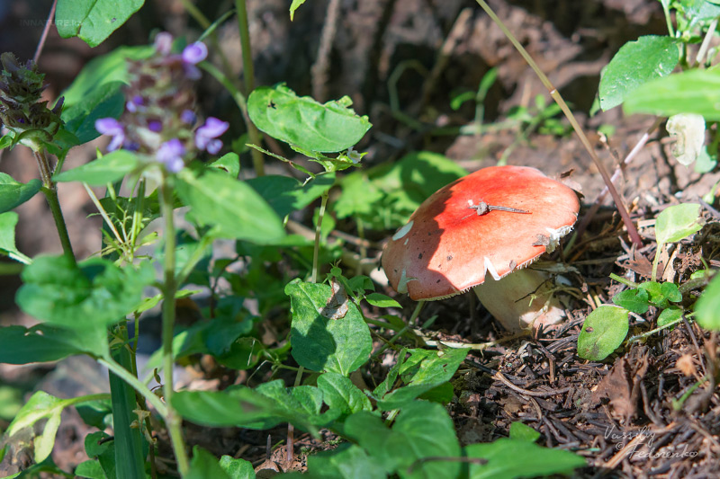 russula-emetica-02.jpg