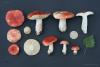 russula-emetica-03_t1.jpg