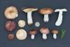 russula-integra-01_t1.jpg