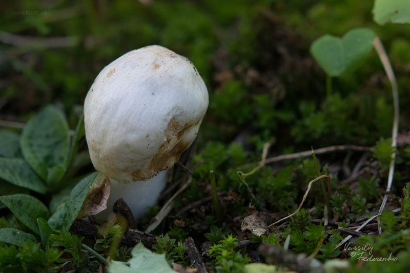 russula-sichuanensis-01.jpg