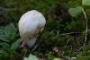 russula-sichuanensis-01_t1.jpg
