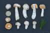 russula-sichuanensis-01_t1_1.jpg