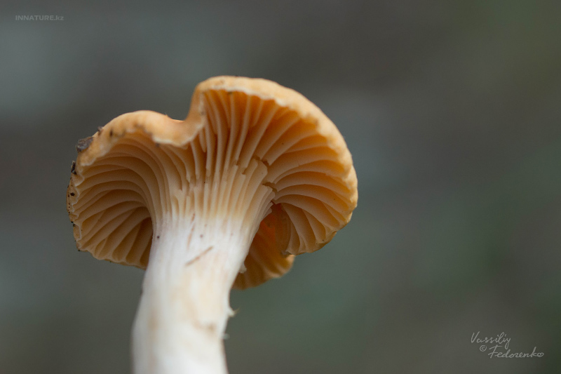hygrophorus-02_1.jpg