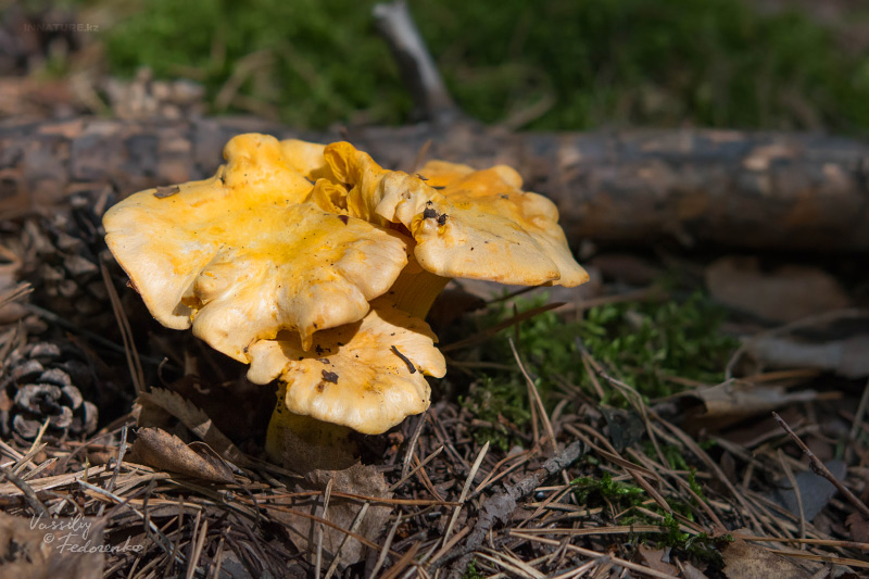 cantharellus-cibarius_01_1.jpg