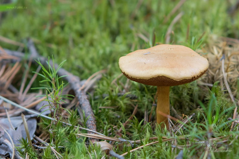 chalciporus_piperatus_01.jpg