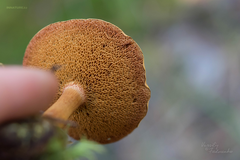 chalciporus_piperatus_03.jpg