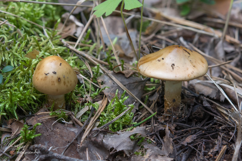 cortinarius_01_10.jpg
