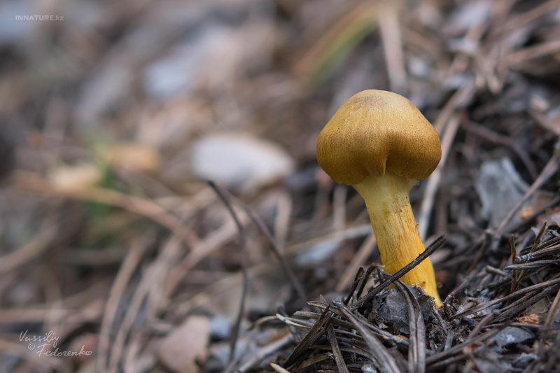 cortinarius_01_7.jpg