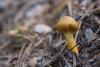 cortinarius_01_t1_7.jpg