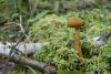 cortinarius_01_t1_8.jpg