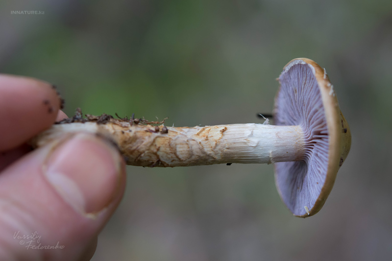 cortinarius_02_10.jpg
