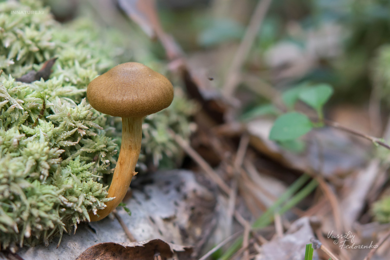 cortinarius_02_8.jpg