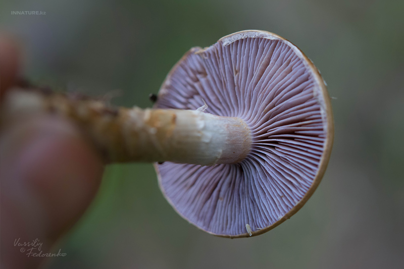 cortinarius_03_8.jpg