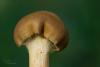 cortinarius_03_t1_5.jpg