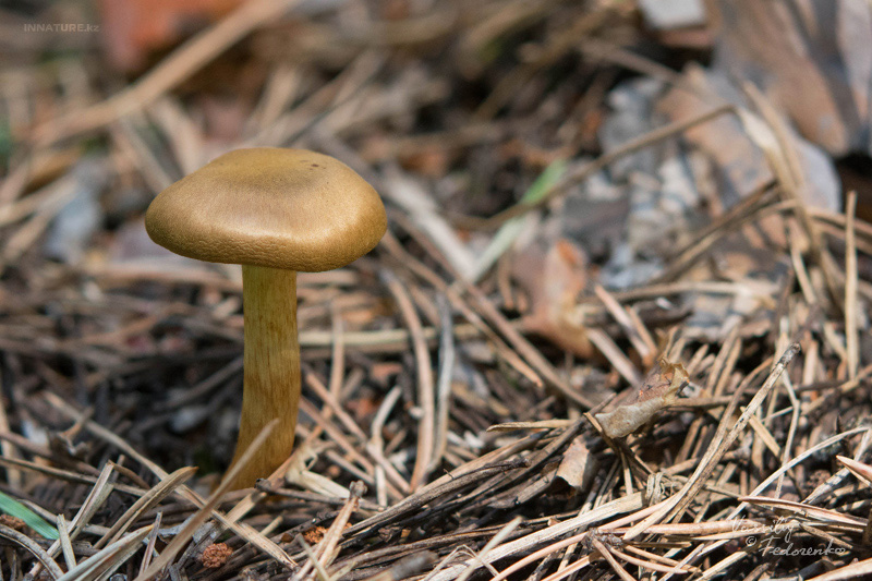 cortinarius_04_3.jpg
