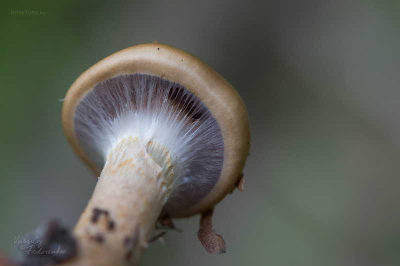 cortinarius_04_6.jpg